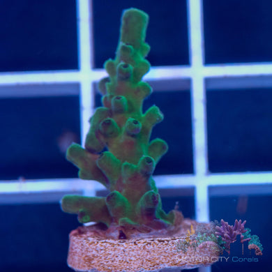 RMF Blue Bottle Brush #2