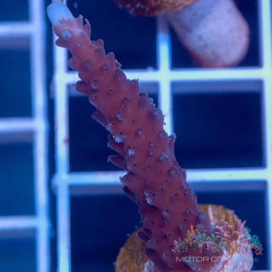 SNS Ocean Blue Stag #2