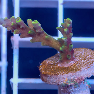 UC Bali Shortcake¬¨¬®‚Äö√Ñ‚Ä† #2