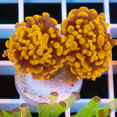 Orange Frogspawn