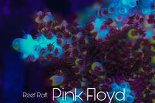 Load image into Gallery viewer, Reef Raft Pink Floyd