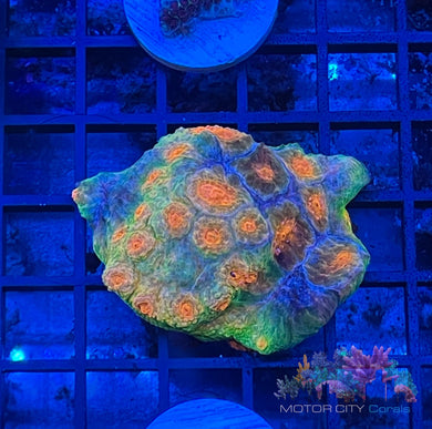 Mummy Eye Chalice #2