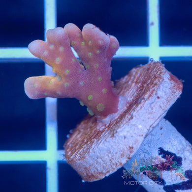 RR Tropicana Anacropora #3