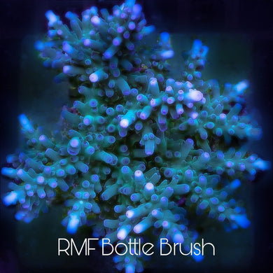 Rocky Mountain Frags 