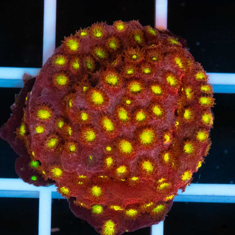 JF Bling Bling Cyphastrea
