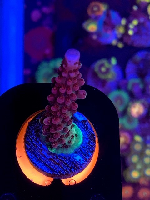 Unique corals , Rainbow Rose