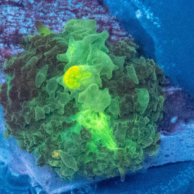 WWC Biohazard Bounce