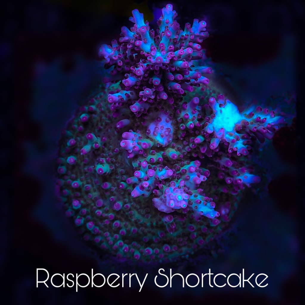 Raspberry Shortcake Acropora
