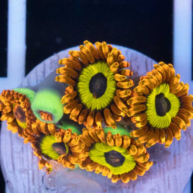 Fruit Loops zoas