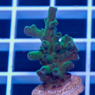 RMF Blue Bottle Brush #3