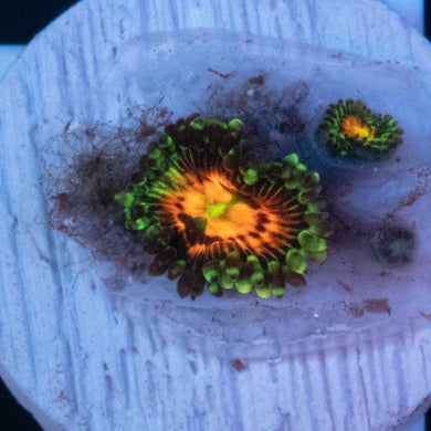 LC Incinerator zoas