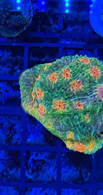 Mummy Eye Chalice #4