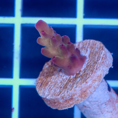 RRC Rainbow Twizzler #2