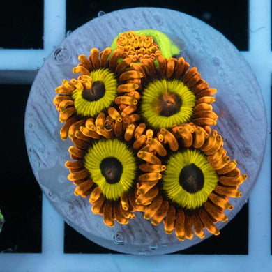Fruit Loops zoas