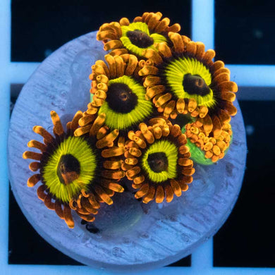 Fruit Loops zoas