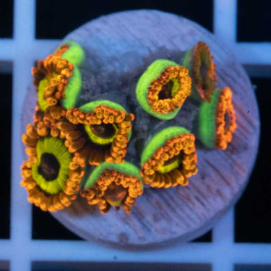 Fruit Loops zoas