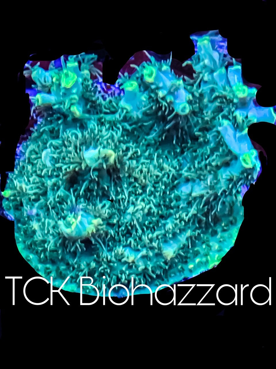 TCK, Biohazzard
