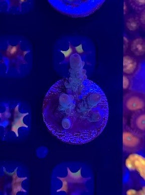 Two guys corals, Northern lights acropora