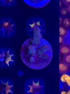 Two guys corals, Northern lights acropora