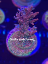 Load image into Gallery viewer, Reef Raft Taiwan Millepora