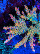 Load image into Gallery viewer, Cherry Corals, Voodo Magic