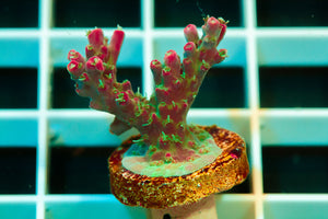 Cherry corals , VoodoMagic acropora