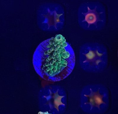 Bc Bleeding Tree Battle corals, bleeding tree acro – Motor City Corals