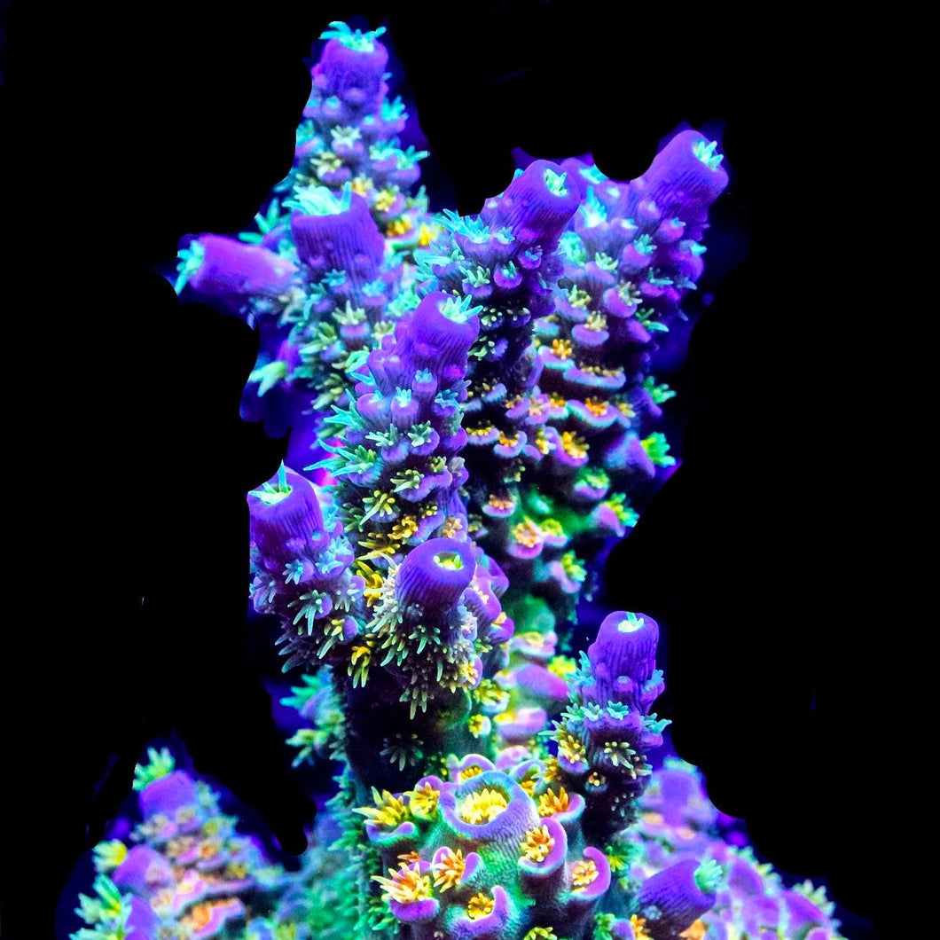 Big R Corals, Walt Disney Acro
