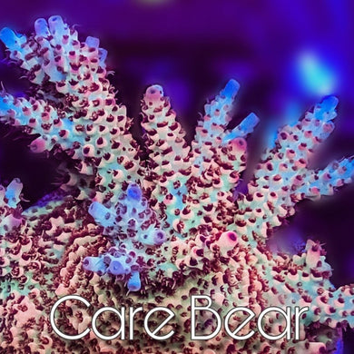MotorCityCorals, Care Bear