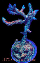 Load image into Gallery viewer, Copper Flame Acropora