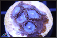 Load image into Gallery viewer, Tubbs Blues, Zoanthid