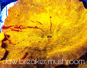 Jawbreaker Mushroom