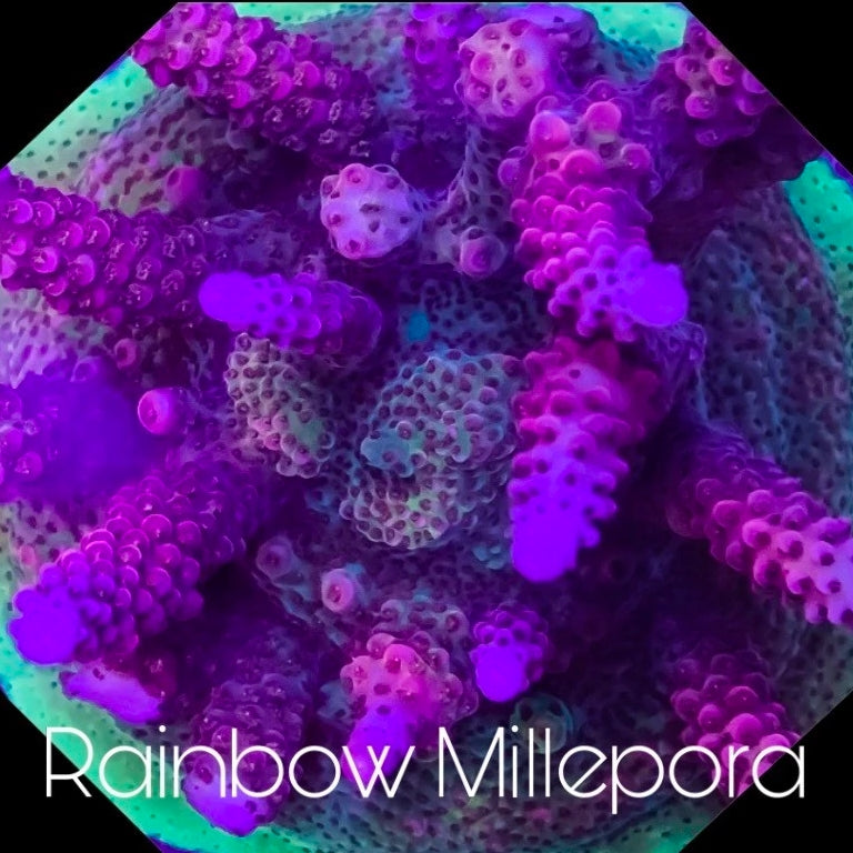 MCC Rainbow Millepora