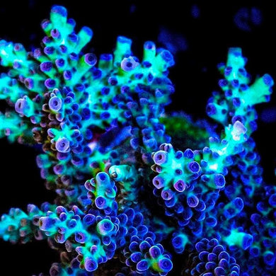 Purple Rain Acropora