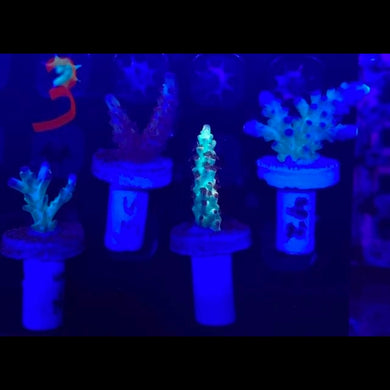 Motor City Corals 
