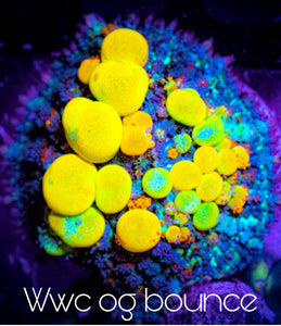 WWC OG Bounce Mushroom