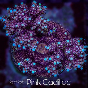 Reef Raft Pink Cadillac Acropora