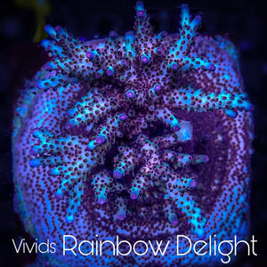 Vivid's Rainbow Delight Acropora