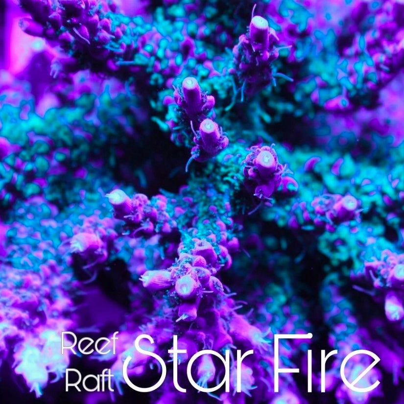 Reef Raft Star Fire