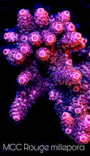 Load image into Gallery viewer, MCC Rouge Millepora