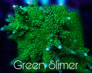 MCC Green Slimer