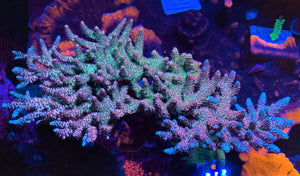 Motor City Corals Presents, Reef Raft Sour Durban