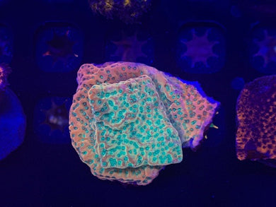 Reef raft, Tropic thunder Montipora