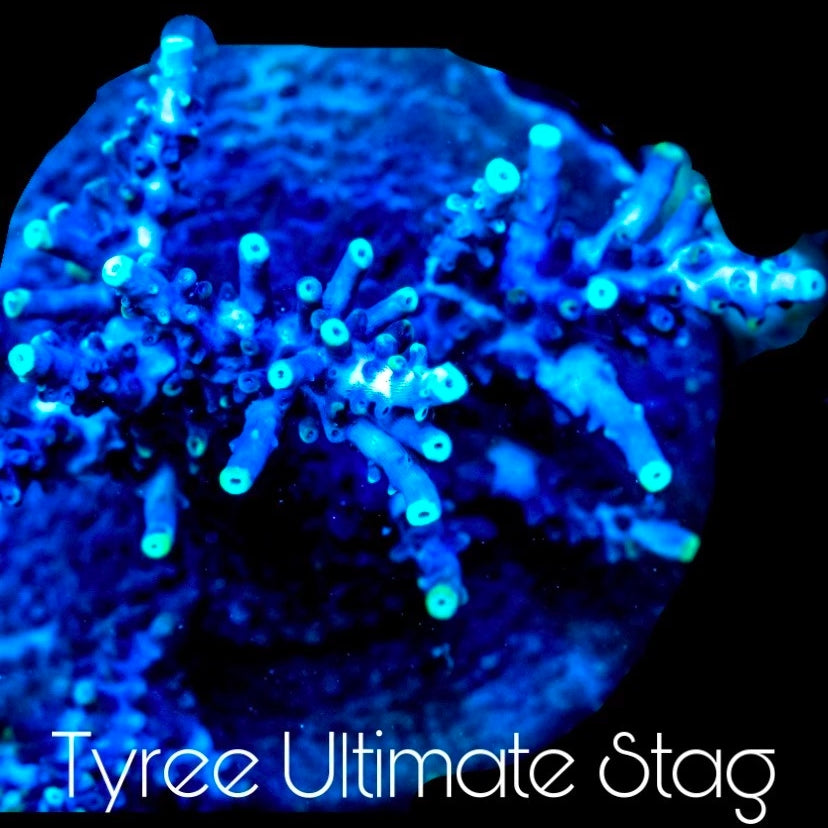 Tyree Ultimate Stag Acropora